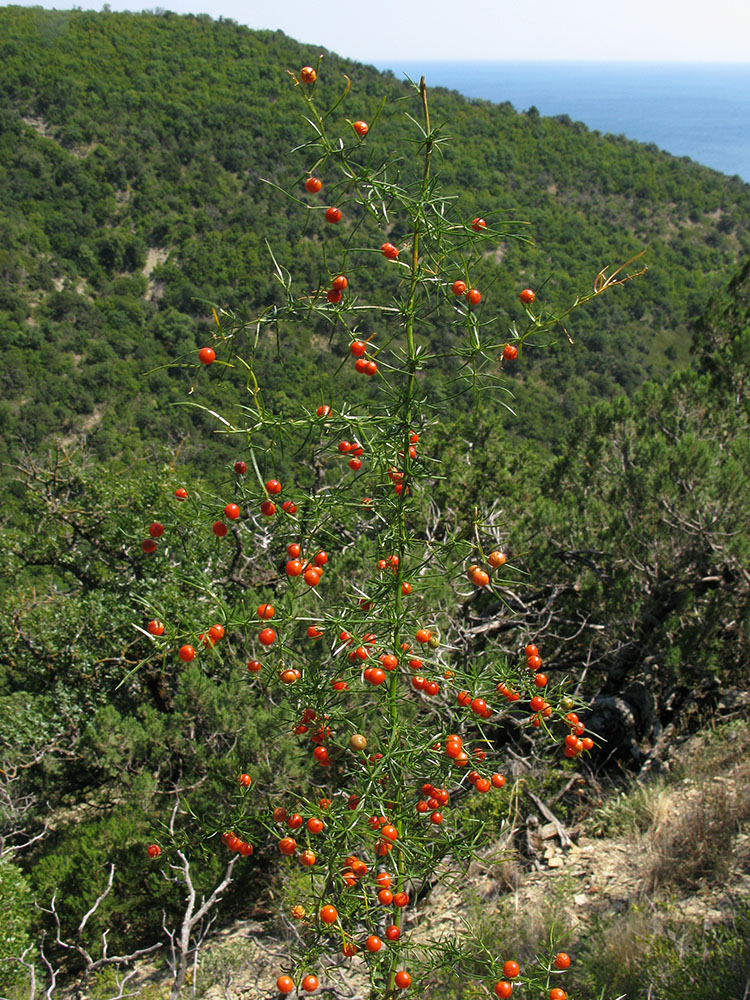 Image of Asparagus verticillatus specimen.