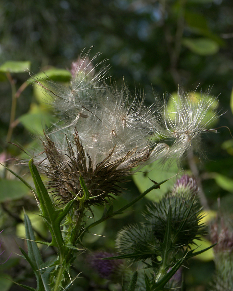 Изображение особи Cirsium vulgare.