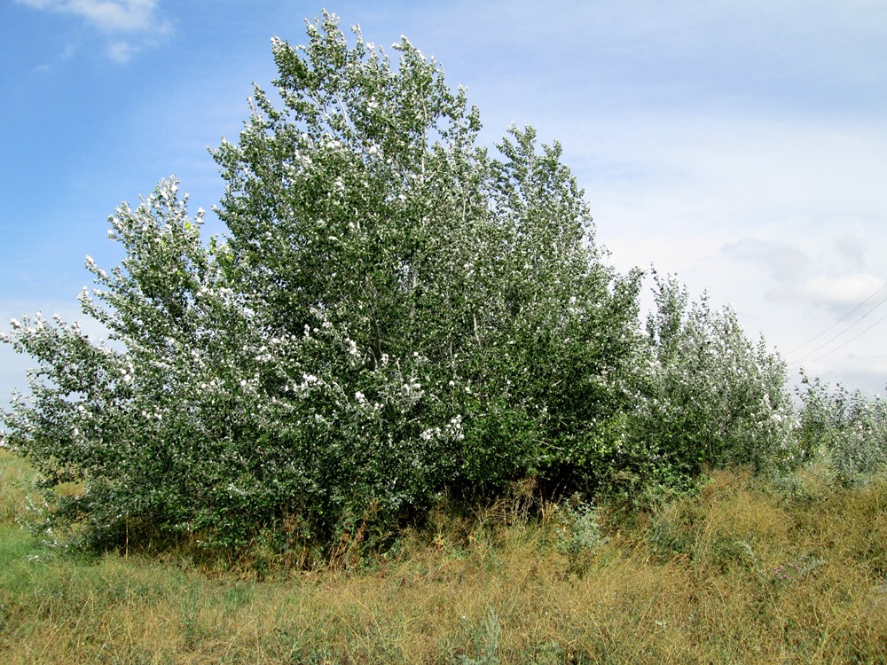 Изображение особи Populus alba.