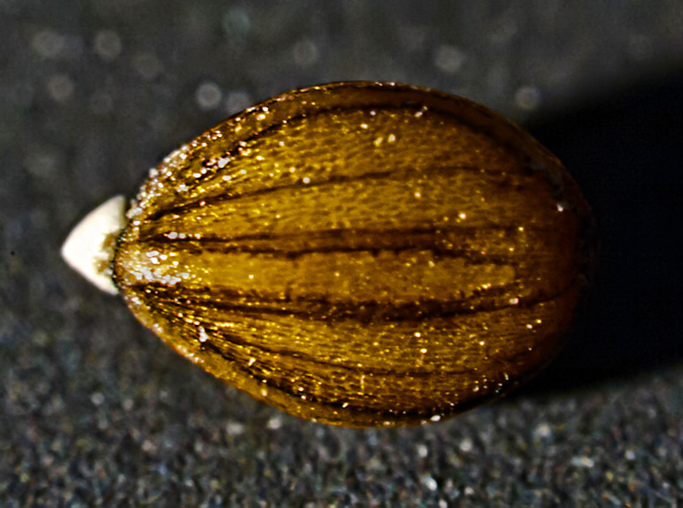 Image of Prunella vulgaris specimen.
