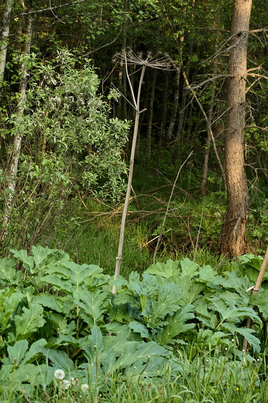 Image of Heracleum sosnowskyi specimen.