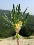 Image of taxon representative. Author is Татьяна Винокурова