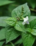 Asystasia gangetica subspecies micrantha. Верхушка цветущего растения. Таиланд, национальный парк Си Пханг-нга. 19.06.2013.