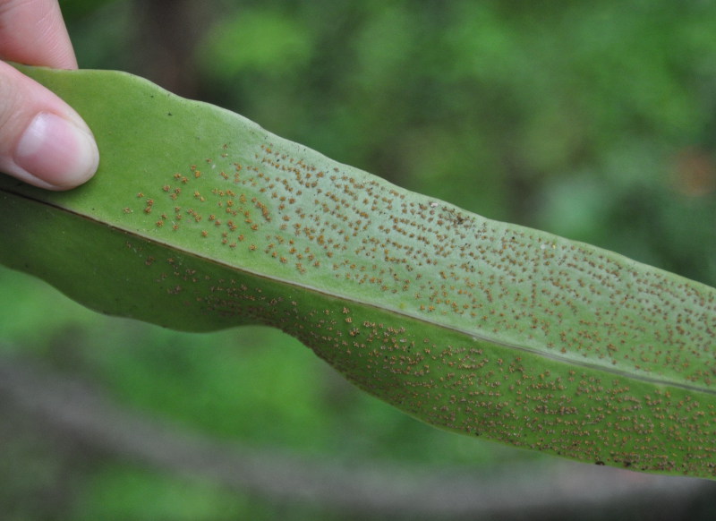 Изображение особи Microsorum punctatum.