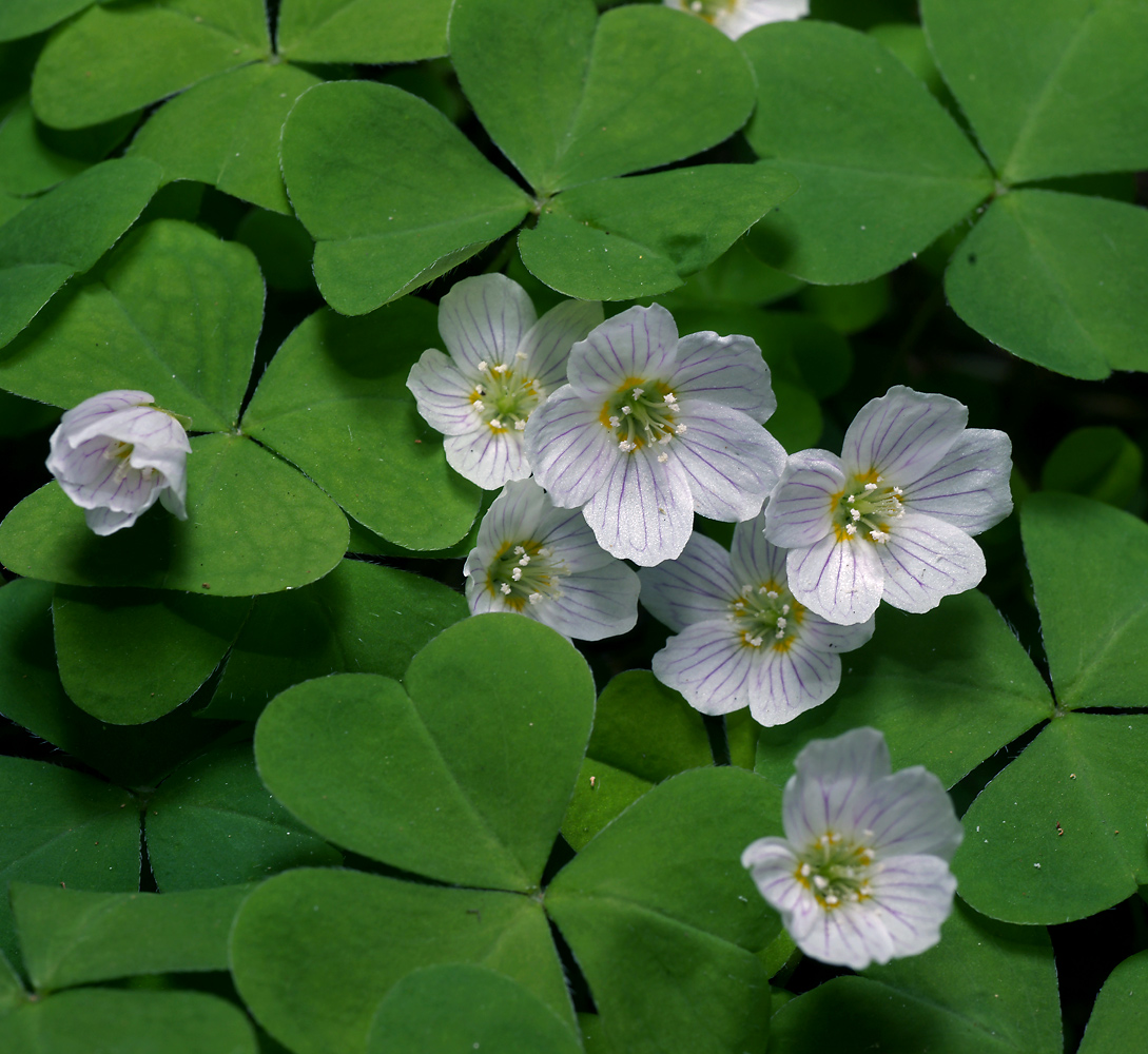 Изображение особи Oxalis acetosella.