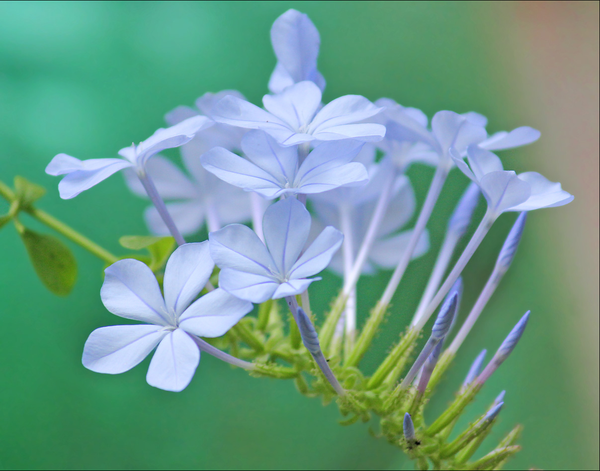 Image of Plumbago auriculata specimen.