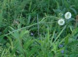 Trifolium montanum. Верхушка растения с соцветиями. Окр. г. Иркутск, луг. 28.07.2013.