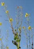 Brassica campestris. Верхушки побегов. Краснодарский край, Крымский р-н, близ хутора Верхнеадагум, залежь. 22.11.2013.