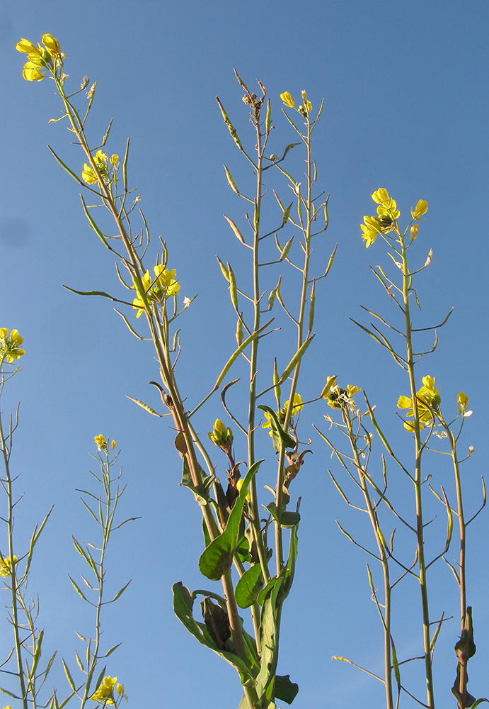 Image of Brassica campestris specimen.