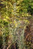 Artemisia pontica. Верхушка цветущего растения. Восточный Крым, окр. Коктебеля. 15 сентября 2012 г.