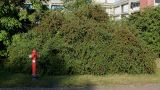 genus Cotoneaster