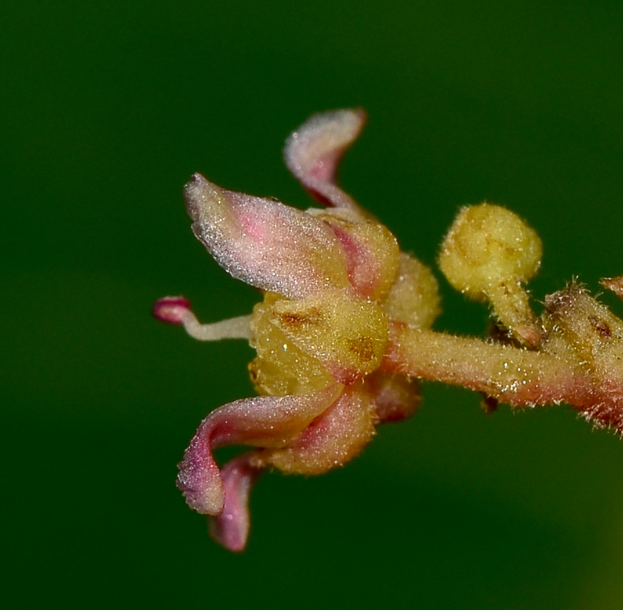 Image of Mangifera indica specimen.
