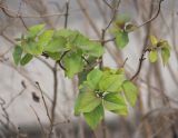 Syringa vulgaris. Верхушки побегов с молодой листвой. Черноморское побережье Кавказа, г. Новороссийск, в культуре. 1 января 2014 г.