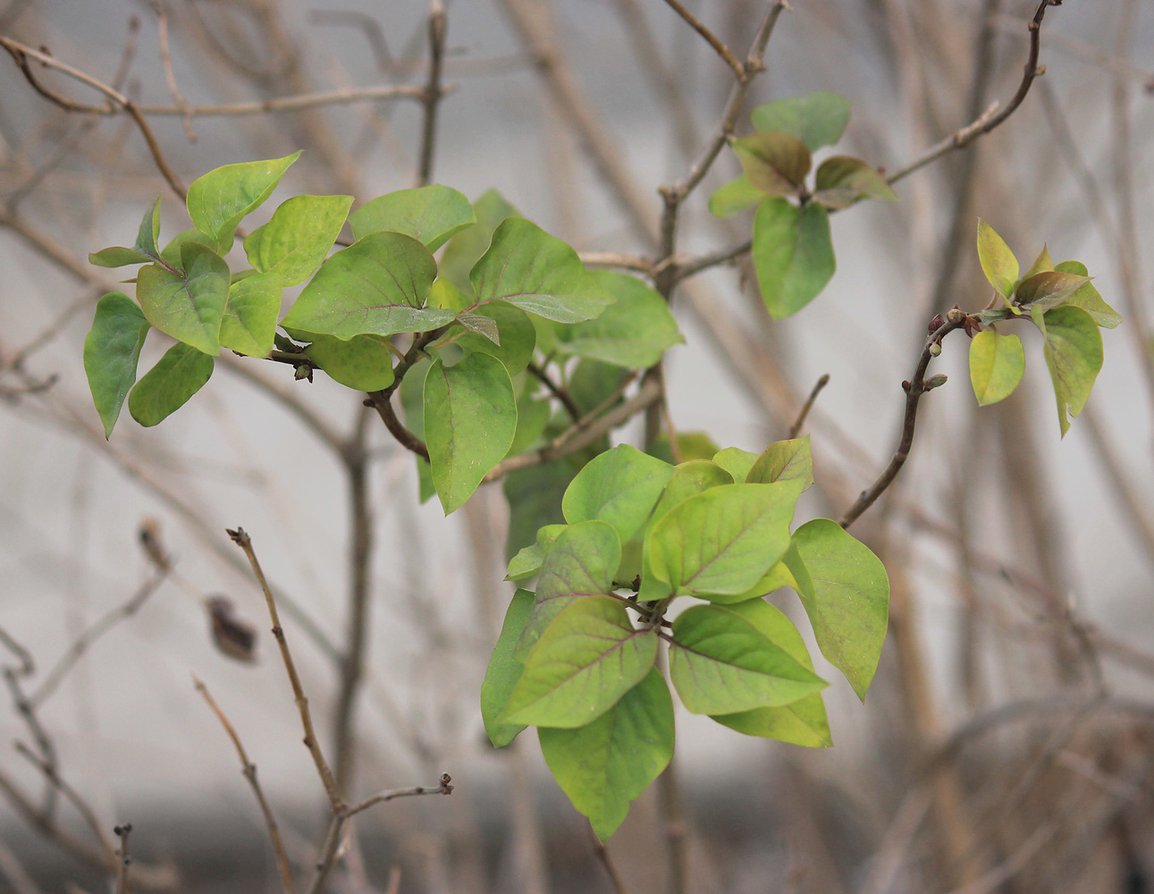 Изображение особи Syringa vulgaris.