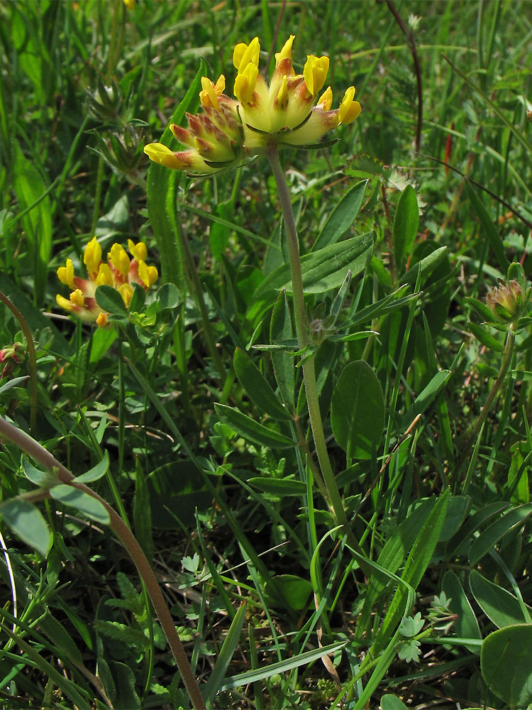 Изображение особи Anthyllis pseudovulneraria.