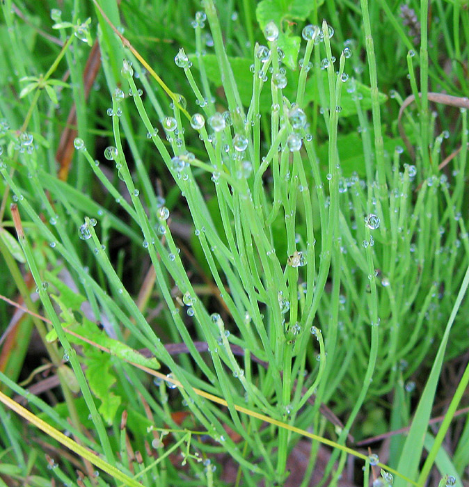 Изображение особи Equisetum arvense.