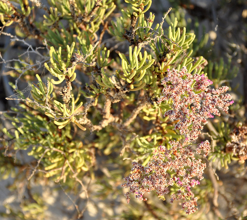 Изображение особи Limonium sokotranum.