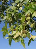 Liquidambar styraciflua