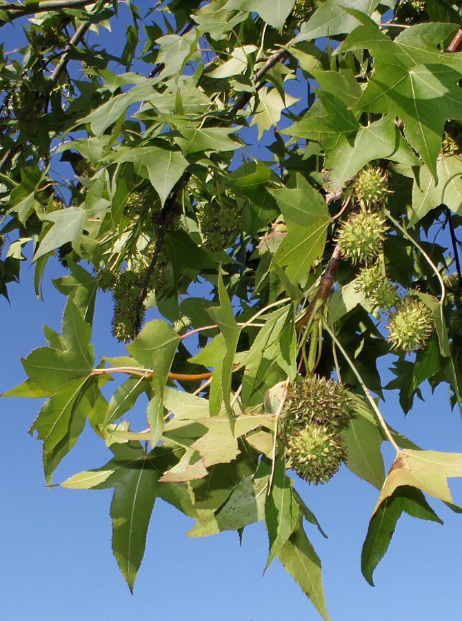 Image of Liquidambar styraciflua specimen.