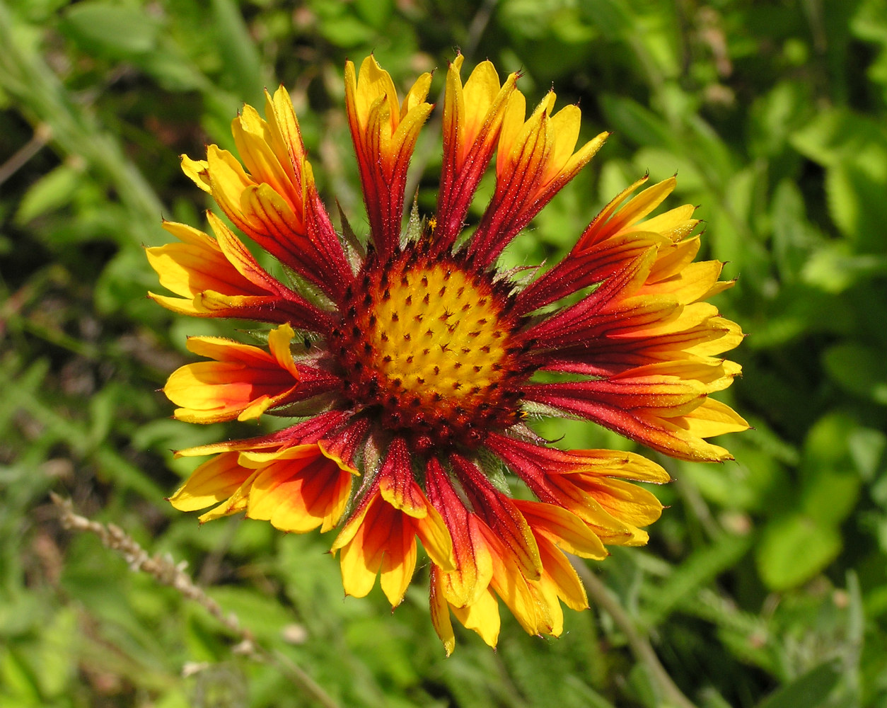 Изображение особи Gaillardia &times; grandiflora.