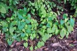 Dioscorea bulbifera