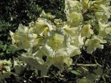 Rhododendron campylocarpum