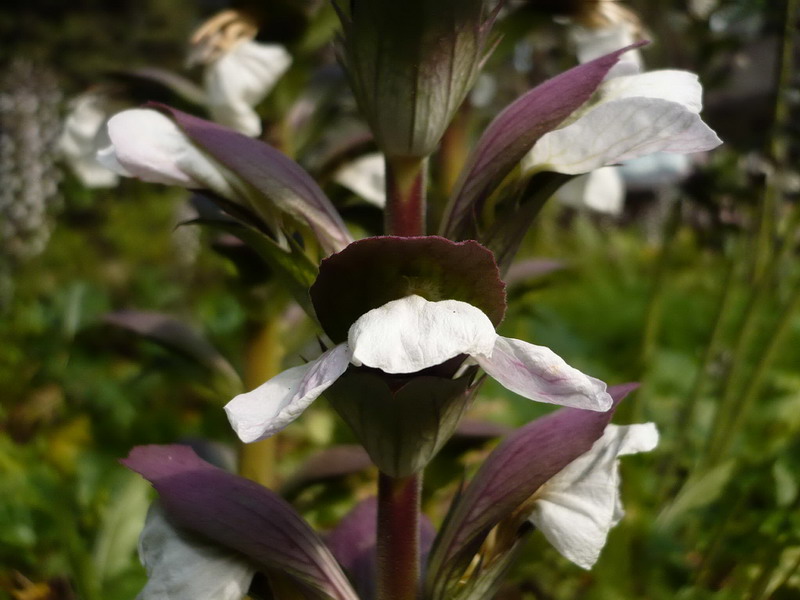 Image of Acanthus mollis specimen.