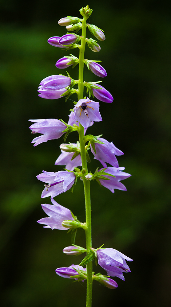 Image of Campanula ruthenica specimen.