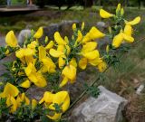 Sarothamnus scoparius. Цветущая ветка. Германия, г. Дюссельдорф, Ботанический сад университета. 28.04.2014.