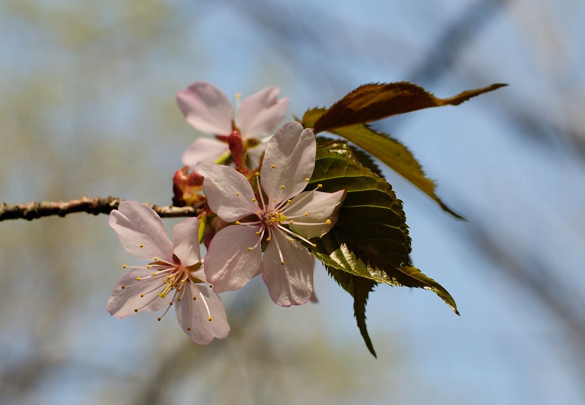 Изображение особи Cerasus sachalinensis.