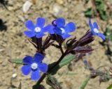 Anchusa pusilla. Верхушка соцветия. Крым, окр. Феодосии, Курортное, пустырь. 27 апреля 2014 г.