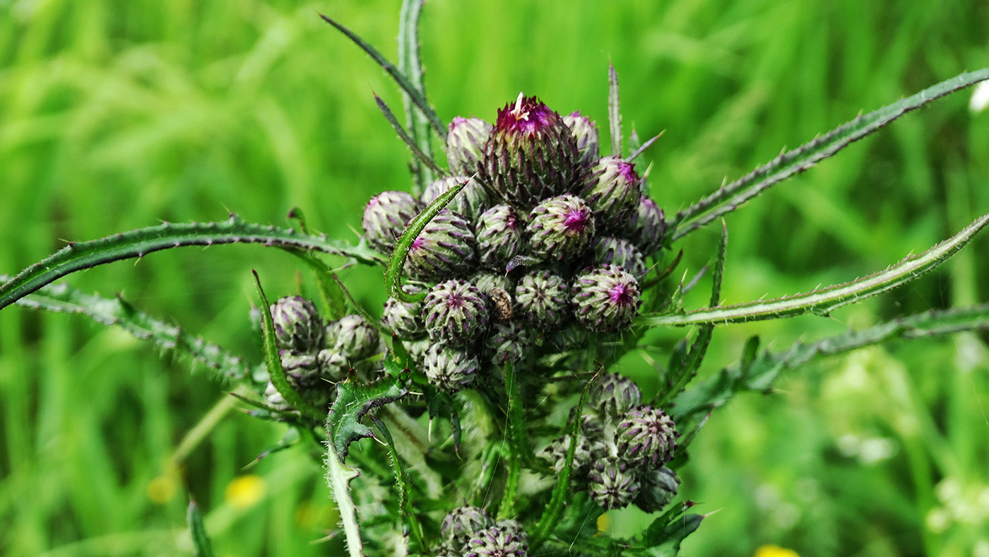 Изображение особи Cirsium palustre.