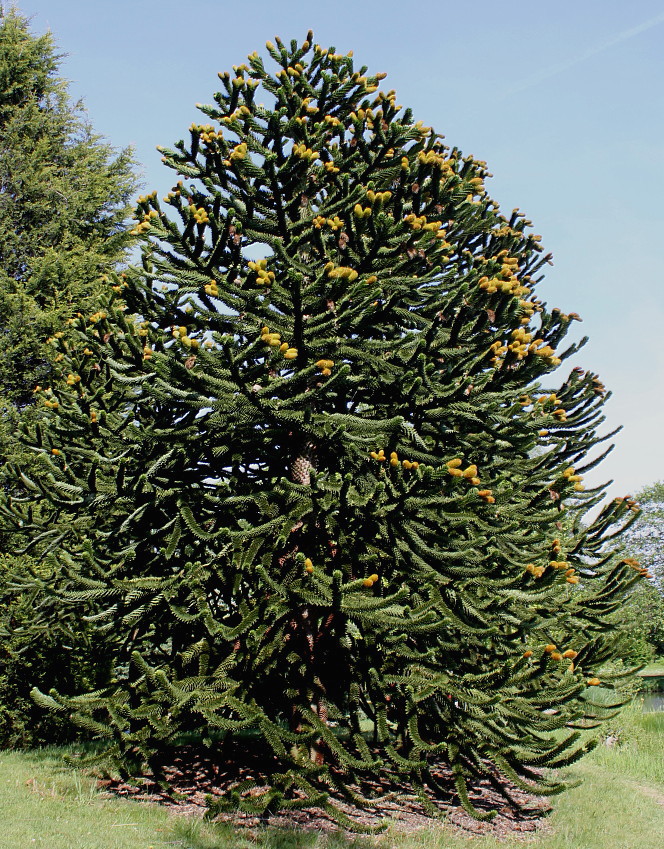 Изображение особи Araucaria araucana.