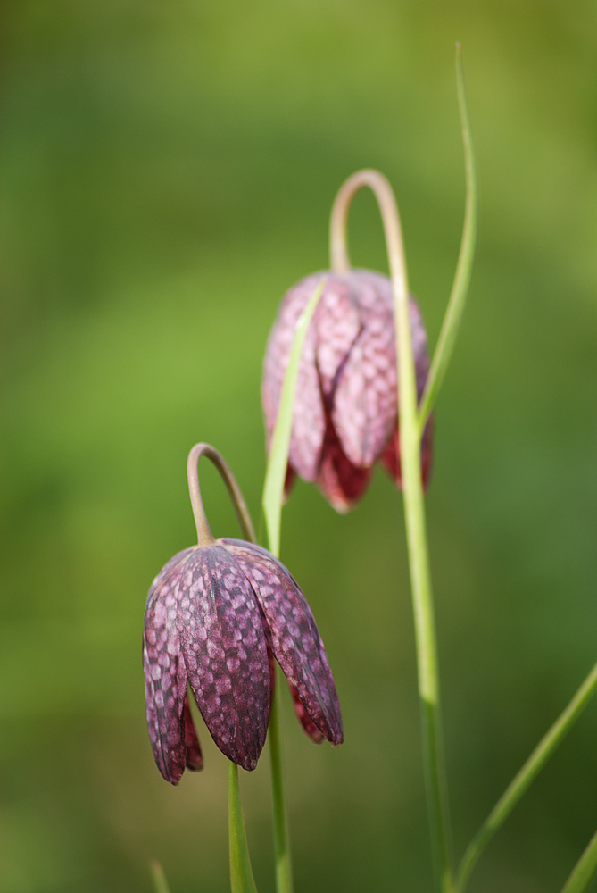 Image of Fritillaria meleagris specimen.