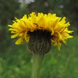 Trommsdorffia maculata. Соцветие-корзинка (вид сбоку). Украина, Львовская обл., поляна среди зарослей кустарников. 1 июня 2009 г.