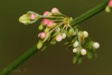 Rumex conglomeratus