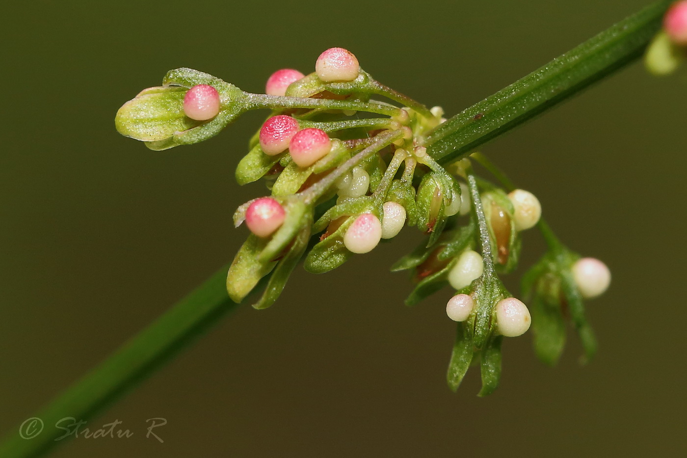 Изображение особи Rumex conglomeratus.