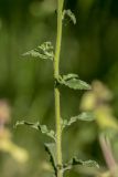 Campanula komarovii