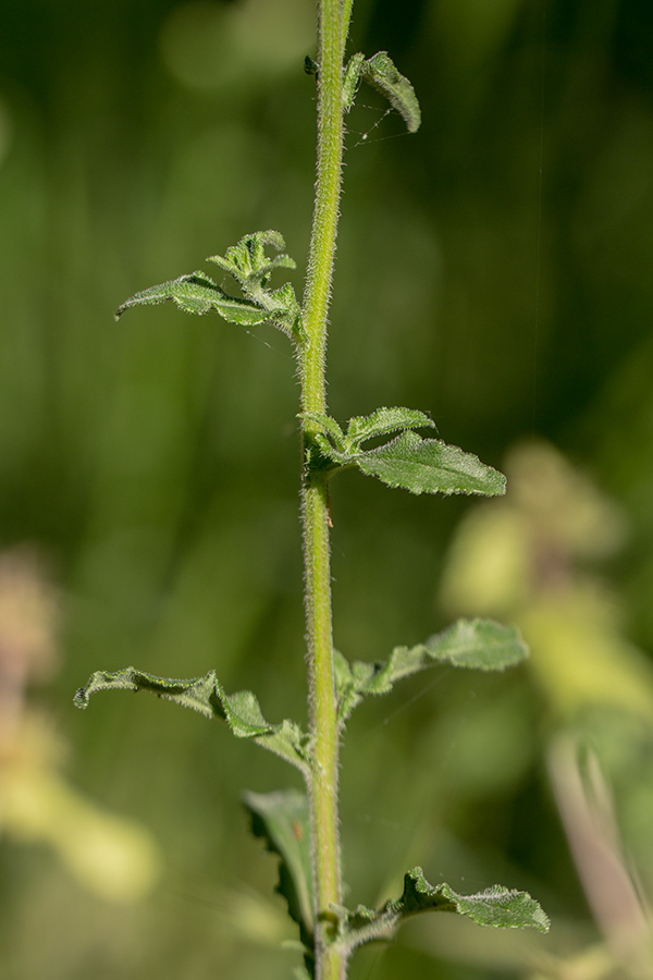 Image of Campanula komarovii specimen.