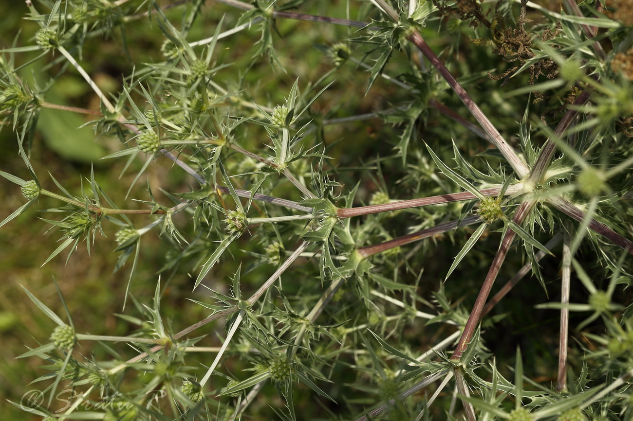 Изображение особи Eryngium campestre.