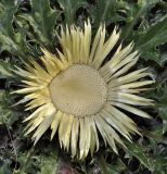 Carlina subspecies utzka