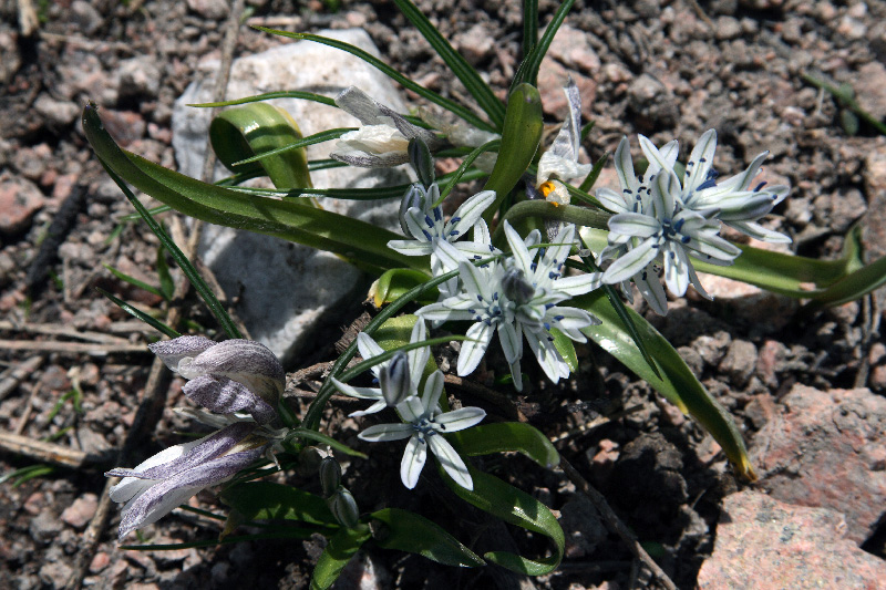 Изображение особи Scilla puschkinioides.