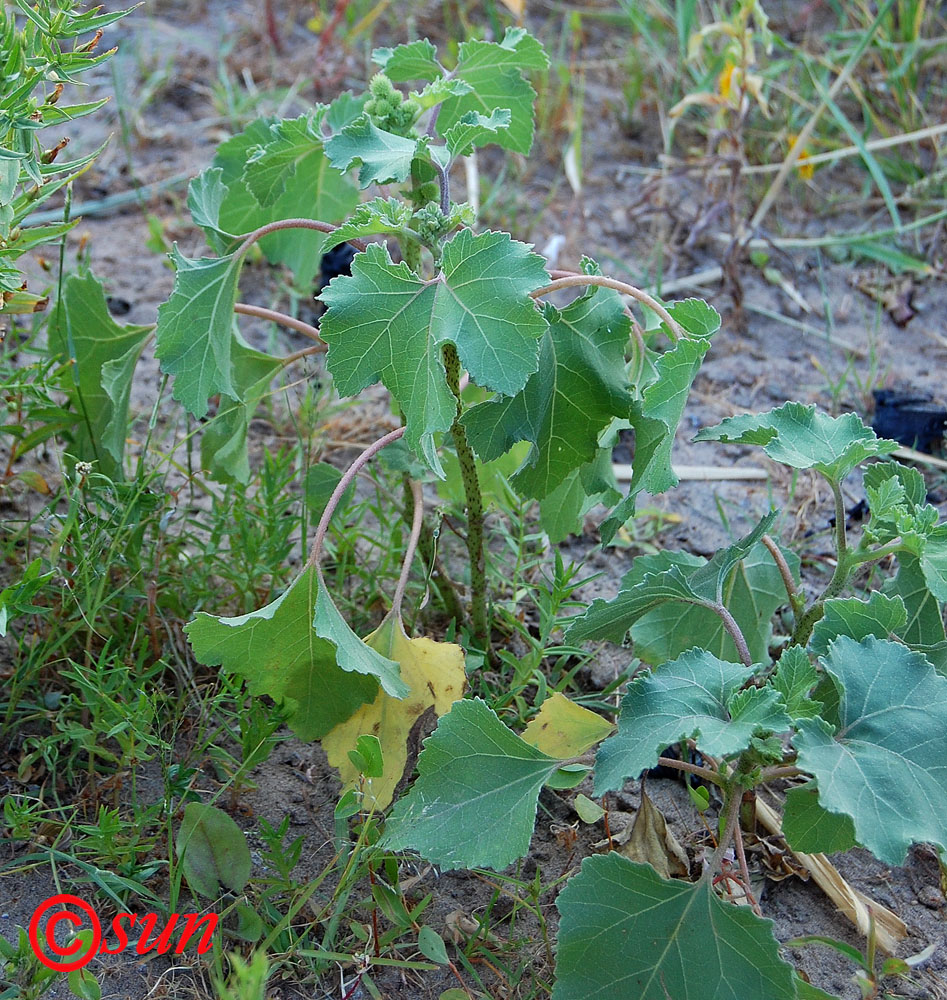 Image of Xanthium orientale specimen.