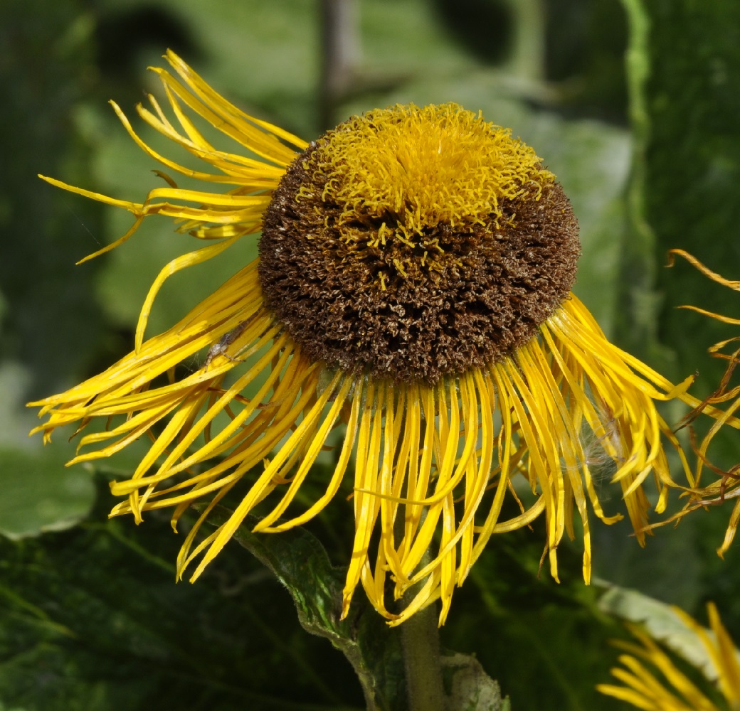 Изображение особи Telekia speciosa.