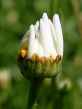 Leucanthemum maximum. Раскрывающееся соцветие. Германия, г. Дюссельдорф, Ботанический сад университета. 03.07.2014.