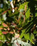 Acer palmatum. Листья и соплодия. Германия, г. Бонн, в озеленении. Июль 2014 г.