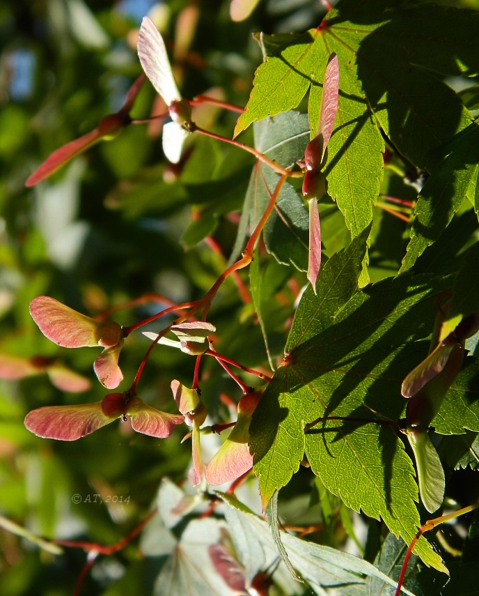Image of Acer palmatum specimen.