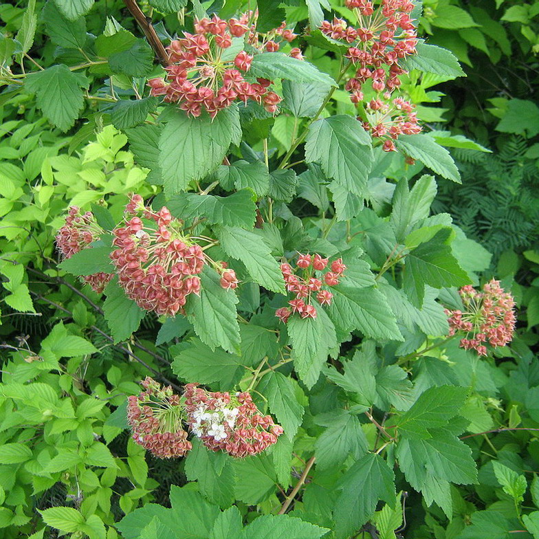 Image of Physocarpus opulifolius specimen.