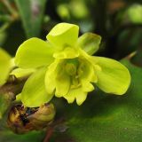 Image of taxon representative. Author is Андрей Ковальчук