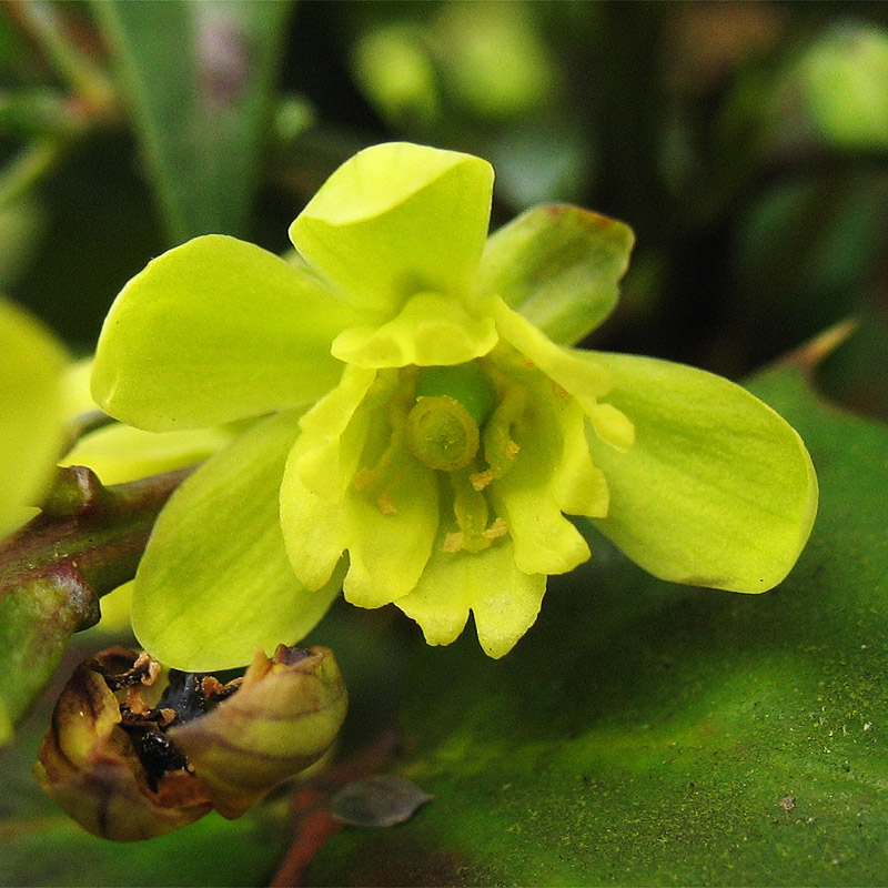 Image of Mahonia bealei specimen.